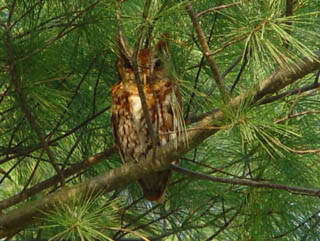 Eastern Screech Owls, adult male